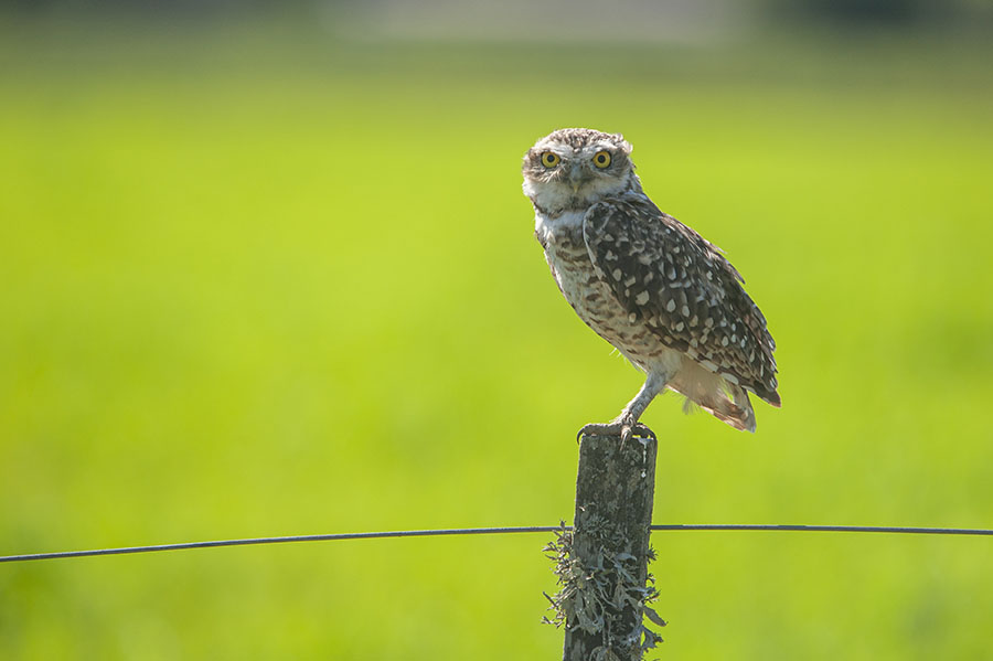 burrowing owl RM wheatlands 163