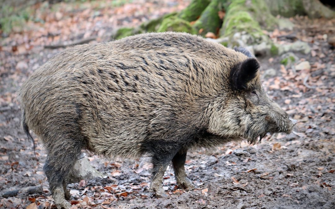 FERAL WILD BOAR PROGRAM