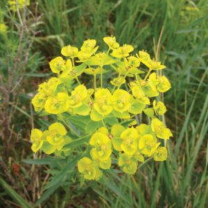 Leafy Spurge