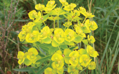 LEAFY SPURGE BEETLE COLLECTION DAY