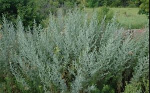 Weed Absinthe Wormwood