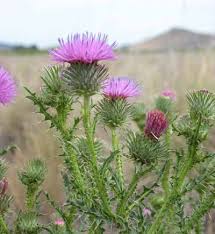 Weed Bull Thistle