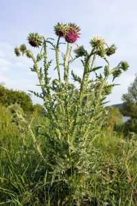 Weed Nodding Thistle