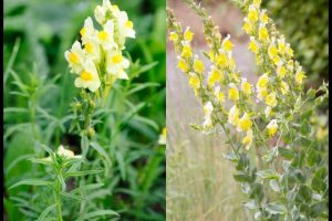 Weed Yello Toadflax